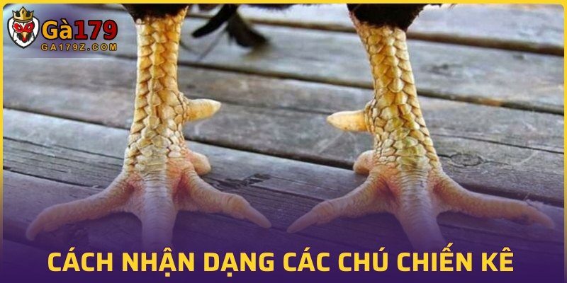 Cách nhận dạng các chú chiến kê