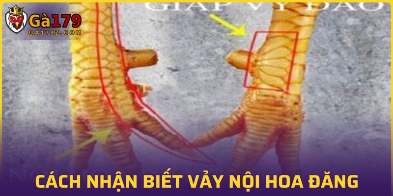 Chỉ bạn cách nhận biết nội đăng trên thị trường