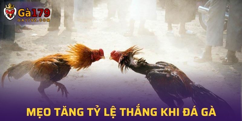 Chia sẻ mẹo tăng tỷ lệ thắng khi tham gia đá gà tại GA179