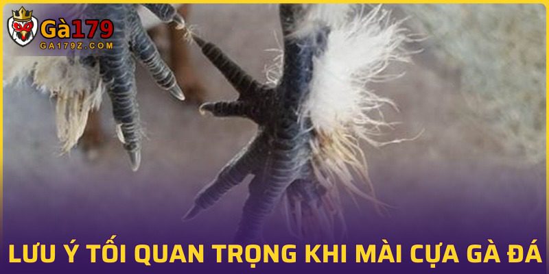 Chú ý cần nắm vững khi áp dụng cách mài cựa gà