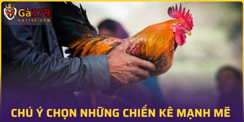 Chú ý chọn những chiến kê mạnh mẽ để tăng cơ hội chiến thắng