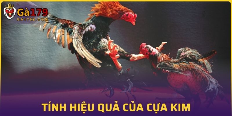 Tính hiệu quả của cựa nhọn trong các trận đấu