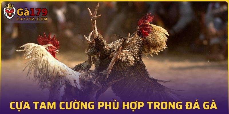 Cựa tam cường phù hợp với đá gà cựa dao và sắt