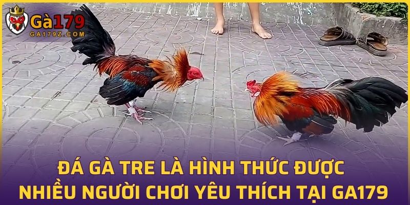 Đá gà tre là hình thức được nhiều người chơi yêu thích tại GA179