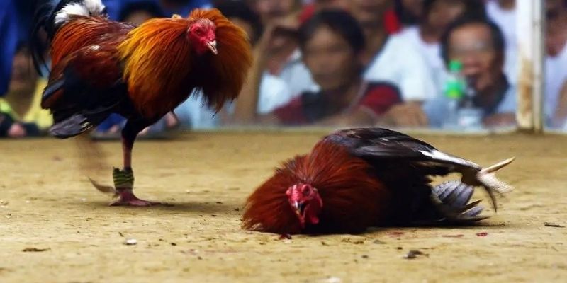 Đặc điểm của một chiến kê sở hữu vảy giáp vy đao GA179