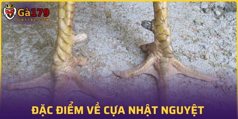 Tổng quan đặc điểm về cựa nhật nguyệt của gà