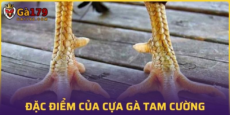 Những đặc điểm nổi bật của cựa gà tam cường