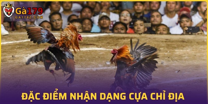 Đặc điểm nhận dạng chiến kê cựa chỉ địa
