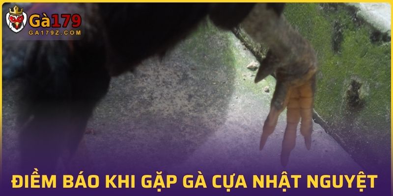 Điềm báo khi gặp gà cựa nhật nguyệt