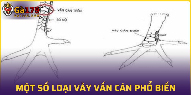 Điểm tên các loại vảy nổi bật nhất trên thị trường đá gà