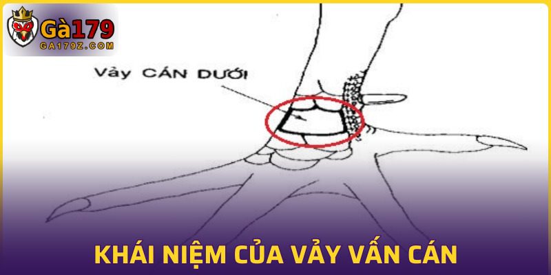 Định nghĩa sơ qua về vảy vấn cán