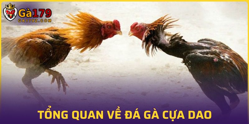 Đôi nét cơ bản về bộ môn đá gà cựa dao