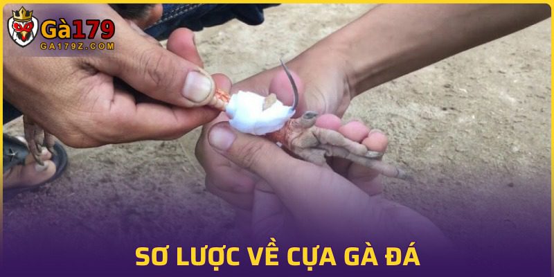 Đôi nét về cựa gà đá chuẩn hiện nay