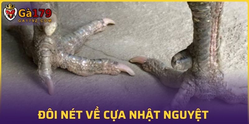 Đôi nét thông tin về cựa nhật nguyệt