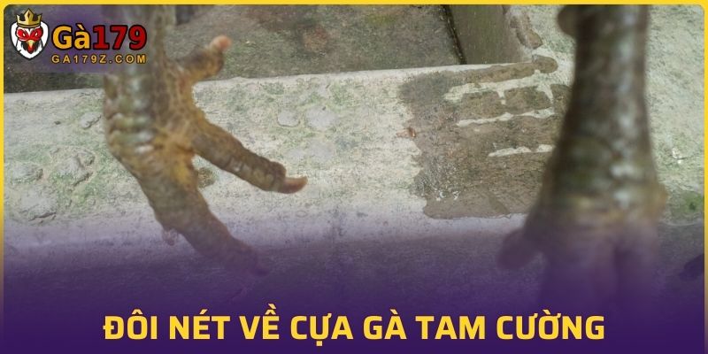Đôi nét thông tin về cựa gà tam cường