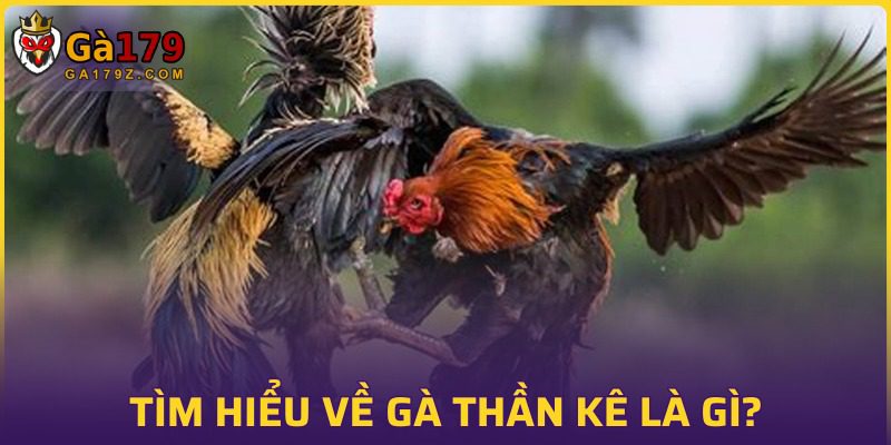 Đôi nét về gà thần kê