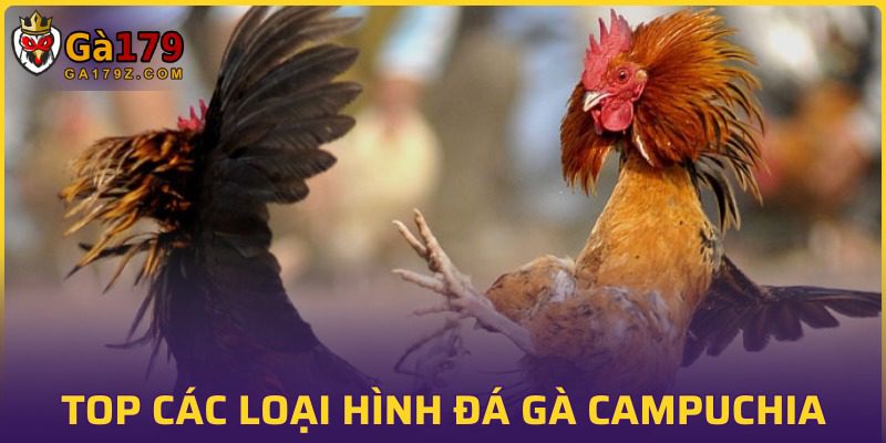 Gà chiến sở hữu cựa dao đỉnh chóp có 102