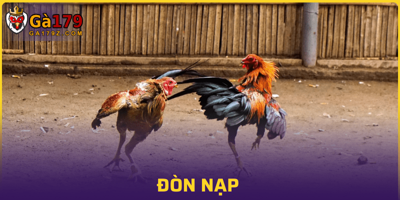 Gà chiến sở hữu đòn nạp vượt trội