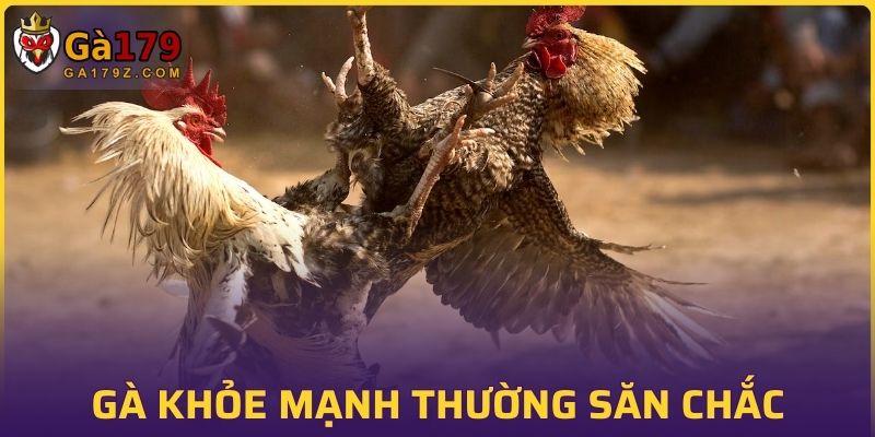 Gà khỏe mạnh thường sở hữu ngoại hình săn chắc với ánh mắt sắc bén
