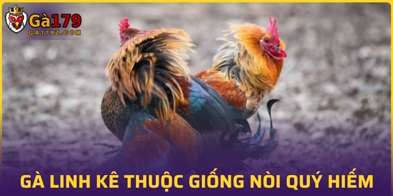 Gà Linh Kê thuộc giống nòi quý hiếm ai cũng muốn sở hữu