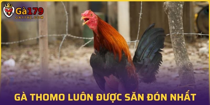 Gà Thomo luôn được các sư kê săn đón nhiều nhất