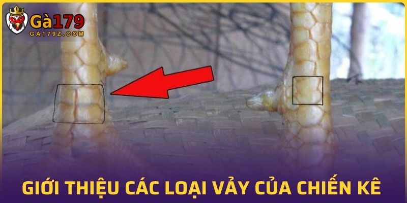 Giới thiệu các loại vảy của chiến kê
