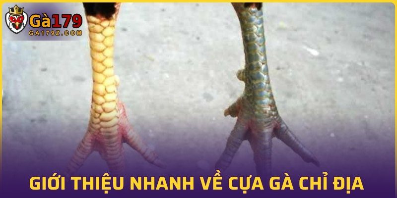 Giới thiệu nhanh về cựa gà chỉ địa