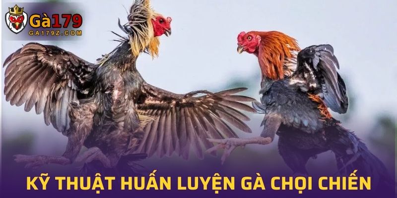 Những kỹ thuật huấn luyện gà chọi chiến hiệu quả