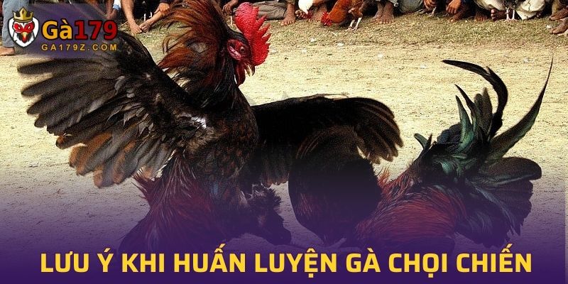 Một số lưu ý khi huấn luyện gà chọi chiến