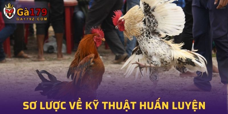 Sơ lược về kỹ thuật huấn luyện gà chọi chiến