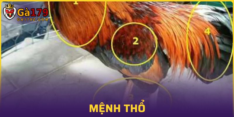 Kỹ năng nhận diện gà chọi mang mệnh Thổ hấp dẫn