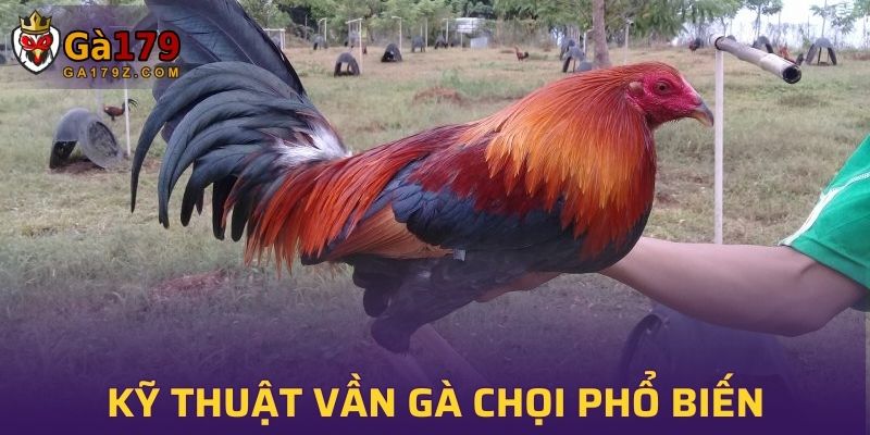 Một số kỹ thuật vần gà chọi phổ biến và hiệu quả