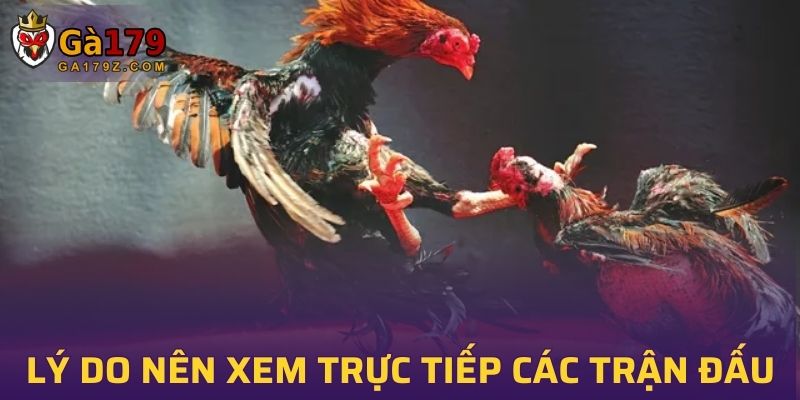 Lý do nên xem trực tiếp các trận đấu gà cựa sắt tại GA179?