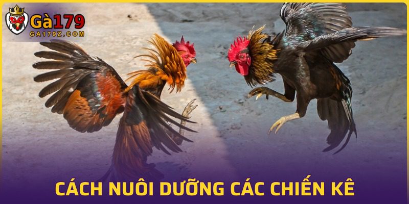 Một số cách chăm sóc gà chiến hiệu quả nhất