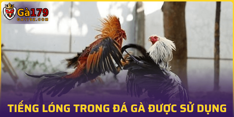 Một số thuật ngữ hấp dẫn sử dụng trước khi trận so tài chọi kê bắt đầu