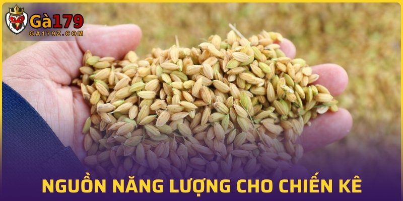 Nguồn năng lượng bất tận cho chiến kê