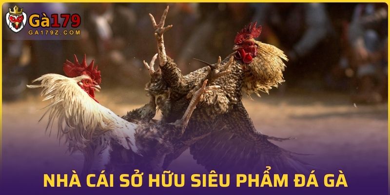 Nhà cái sở hữu siêu phẩm đá gà thưởng khủng