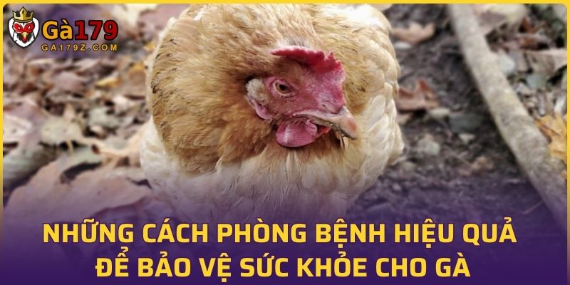 Những cách phòng bệnh hiệu quả để bảo vệ sức khỏe cho gà