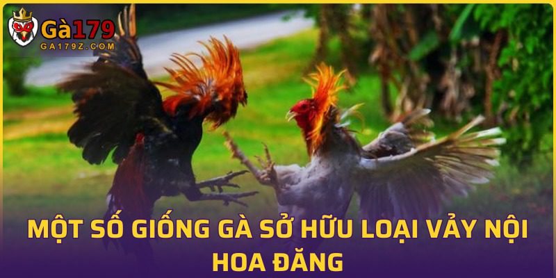 Những giống gà sở hữu bộ vảy hiếm có khó tìm