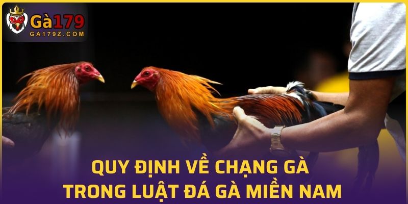 Quy định về chạng gà trong luật đá gà miền Nam