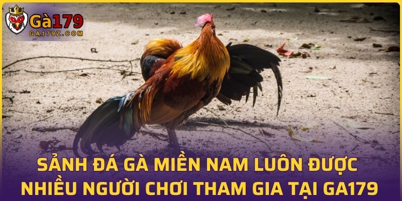 Sảnh đá gà miền Nam luôn được nhiều người chơi tham gia tại GA179