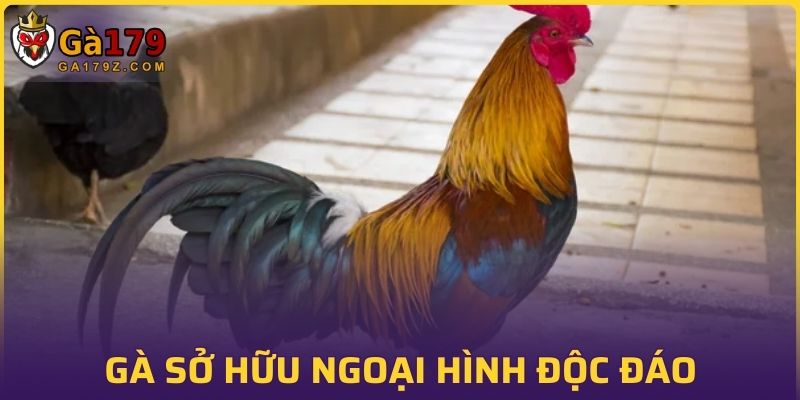 Sở hữu ngoại hình độc đáo cùng kỹ năng chiến đấu vượt trội