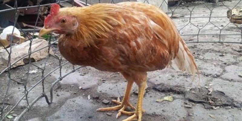 Sơ lược bệnh cầu trùng ở gà