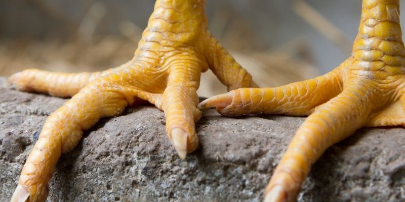Sơ lược vảy giáp vy đao