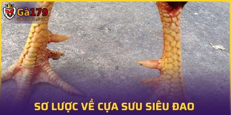 Sơ lược về cựa sưu siêu đao