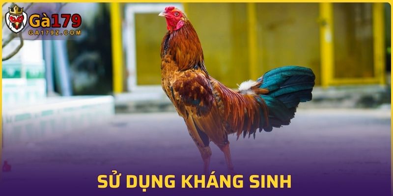 Sử dụng kháng sinh ngăn ngừa vi khuẩn