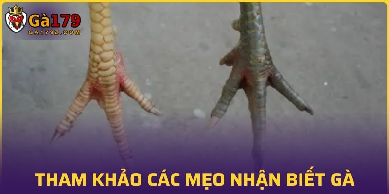 Tham khảo các mẹo nhận biết gà từ những chuyên gia hàng đầu