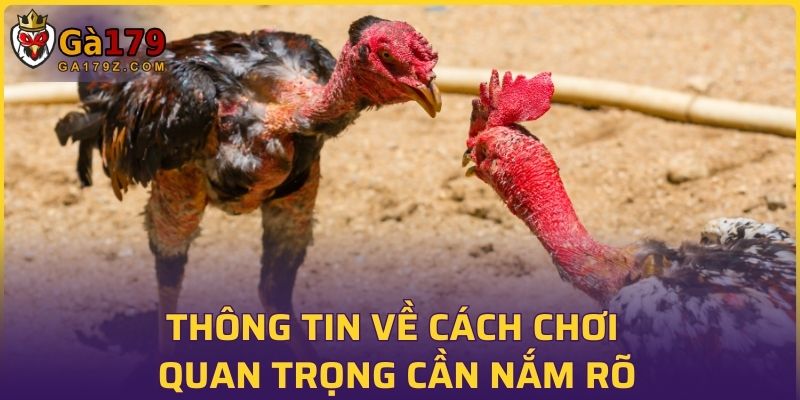 Thông tin về cách chơi quan trọng cần nắm rõ