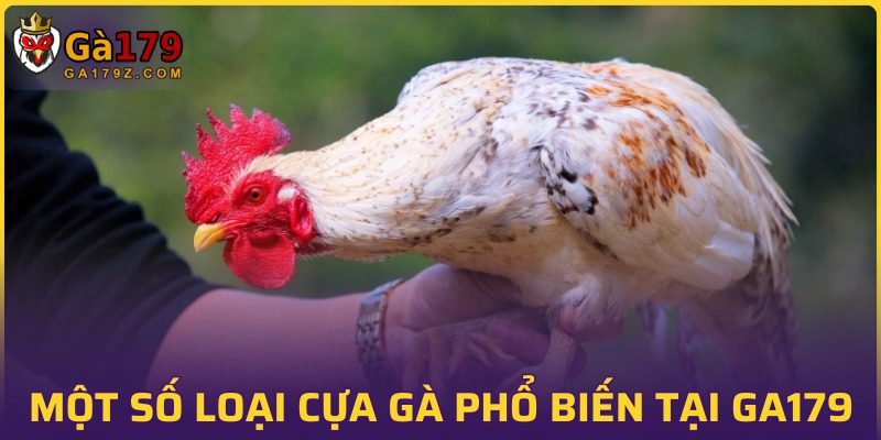 Tổng hợp các loại cựa gà đá phổ biến hiện nay